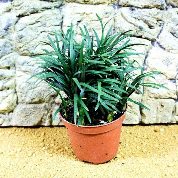 Ophiopogon Jaburan Salt & Pepper Planters